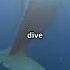 A Blue Whale S Heart Is The Size Of A Golf Cart AnimalFacts Trivia Foryoupage Triviashorts