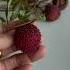Litchi