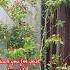 HOT CHILI Shortvideo Amor Hill Chili Tree Hotsauce Pleasesubscribe Salamat Share Like
