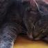 Brushing My Cat For 3 Minutes Ft Chill Piano Music A VERY Relaxed Feline
