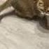 Hosico Meow