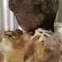 ILIKE ANIMAL OTHER DVU CODE PBTA Music Valey Remix