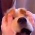 Dogs Being Idiots Part 461 Funny Funnyanimals Funnypets Petvideos Animals Funnyanimals Cute
