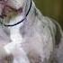 How Pitbull Dogs And Would Ma Famous Dog Best Dog Lover Pitbull