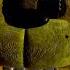 That One Friend That Gets TOO MAD At Games Fnaf