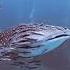 Remora Fish Go For Ride On Whale Shark