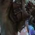 Bones UK Dirty Little Animals Arcane