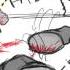 Everybody Do The Flop Nightcore