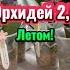 НОВИНКИ Вот это кустик приехал Адаптация орхидеи летом Жизнь орхидеи от Lioulin Orchids Flowers