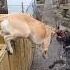 Lurcher Jumping Farmlife Rescue Lurcher Dogs Sanctuary Love Jumpingsong