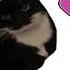 Vs Maxwell The Cat FNF Mod