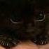 I M Going To Kill Ur Family CAtS Edit Meme Trend