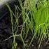 Growing Chive Plant Seed To Seedling Gardenvlog Shorts