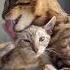 Давайте ЗНАКОМИТЬСЯ Не надо я вас БОЮСЬ кот Shorts Cats