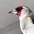 SAVA SAYRASHI ЩЕГОЛ ПОЕТ GOLDFINCH SINGING
