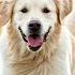 LIVE Dog Music Calming Music For Dogs Ease Separation Anxiety Dog Music For Sleep 11