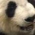 Exit Plan For Adelaide Zoo S Pandas Wang Wang And Fu Ni 7NEWS