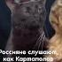 Верим кот россия мобилизация