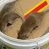 Ultimate Mouse Trap At Home With Plastic Bucket Mousetrap