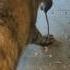 How Did These Cats Catch All These Rats Barncats