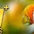 Lord Krishan Bhakthi Songs Nanda Kishora S Janaki M Ranga Rao Telugu Bhakthi Geethalu