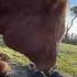 Horses Understand Human Emotions Foryou Funny Funnyanimals Horse Horses Fypyoutube Fyp