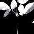 Depeche Mode Enjoy The Silence Slowed Reverb