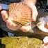 Coastal Foraging For Scallops Clams Cockles On Huge Spring Tide The Fish Locker