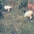 बकर प लन Sheli Palan Goat Farming Bakri Farm Shorts Viral Trending