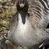 Стая диких гусей на днёвке A Flock Of Wild Geese On Vacation Wildlife Birds Shorts