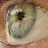 Up Close Objects Are Blurry Near Or Far Sighted Shorts