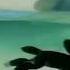 Free Boris Brejcha Art Of Minimal Techno Favourites Classic Cartoon High Trip By RTTWLR