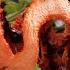This Mushroom Fakes Its Own Death To Trick Flies Deep Look
