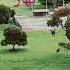 Australia Adelaide Spring Foryou Shortvideo Shorts