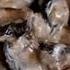 Creamy Mushrooms Grzyby W Smietanie Ania S Polish Food Recipe 36