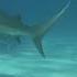 Why Shark Don T Eat Remora The Remoras And Sharks Relationship Explained 1minuteknowledge Short