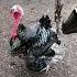 A Bronze Turkey Lives In Russkaya Sloboda To The Delight Of Visitors