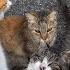 I Visited Japan Cat Island Where There Are More Cats Than People Elderly People And Cats Coexist