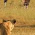 WILD NAMIBIA The Struggle For Survival In The Vast Desert Animal Documentary