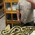 Giant Python Bit Me In The Face Full Video On My Channel