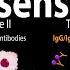 Hypersensitivity Overview Of The 4 Types Animation