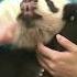 Panda S Inner Thoughts A Refill Please IPanda Shorts