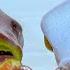 Frog Fishing For Bass Everything You Need To Know