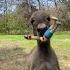 Donkey Goes Crazy For Peg Legged Pirate Chicken ViralHog