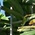 How To Bag A Bunch Of Bananas Basic Gardening Tips For Beginners