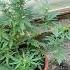 Sweet Mix Auto Sweet Seeds Outgrow Cannabisgrowers Sweetseeds