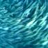 Amazing Fish Form Giant Ball To Scare Predators Blue Planet BBC Earth