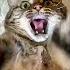 19 Pound Cat Tries Everything To Lose Weight The Dodo