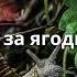 Доди и Павко Отивам за ягоди кючек