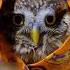 A Man Found A Lost Baby Owl On The Road What He Did Next Will Warm Your Heart